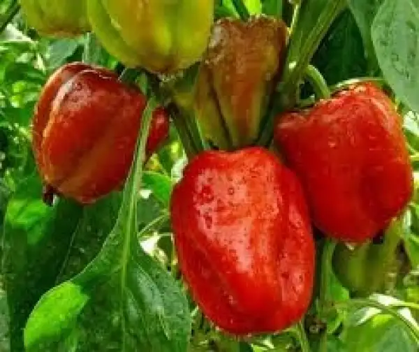 Chili / Paprika: Rote Blockpaprika