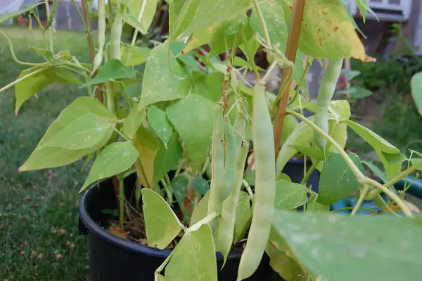 Bohnen: rote Bohne – Buschbohne