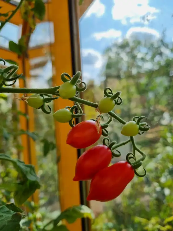 Tomaten: Rote Dattelweintomate