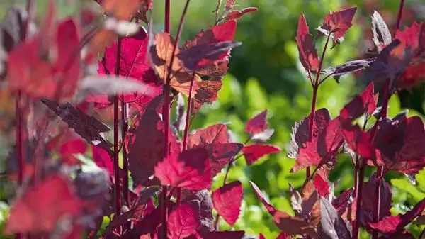 Salate: Rote Gartenmelde