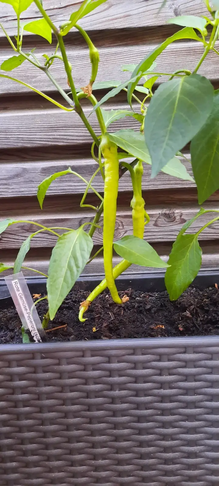 Chili / Paprika: Rote Gemüse-Peperoni