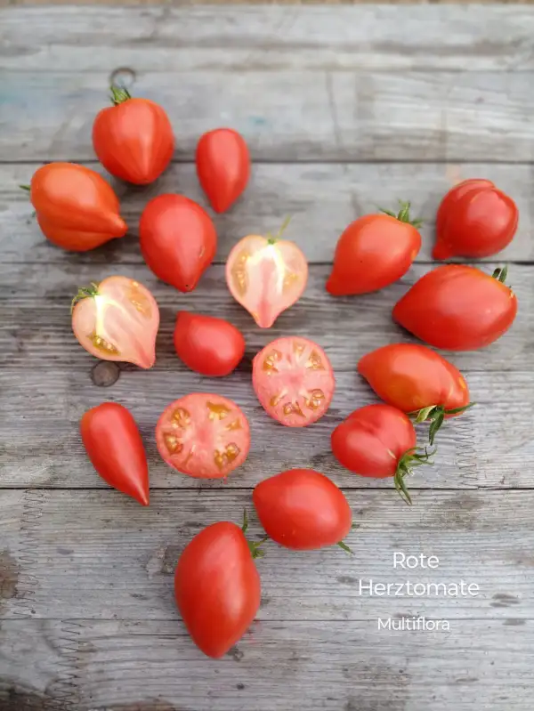 Tomaten: Rote Herztomate (Multiflora)