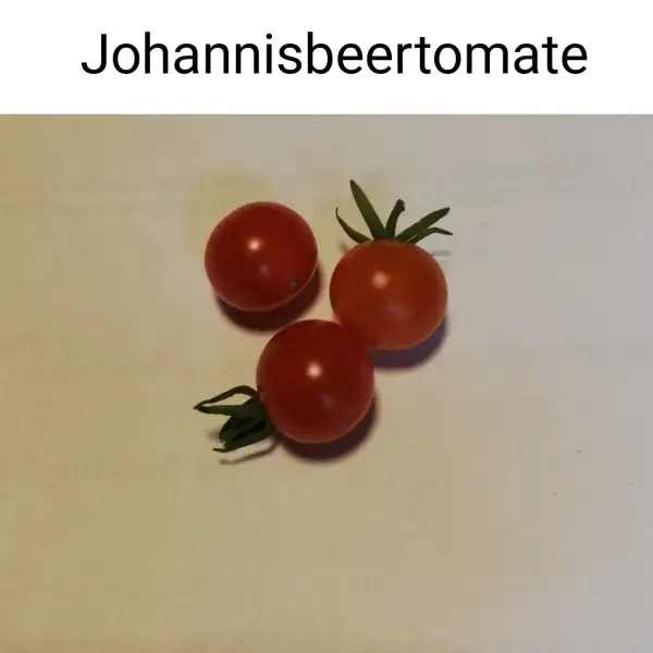 Tomaten: Rote Johanisbeertomate