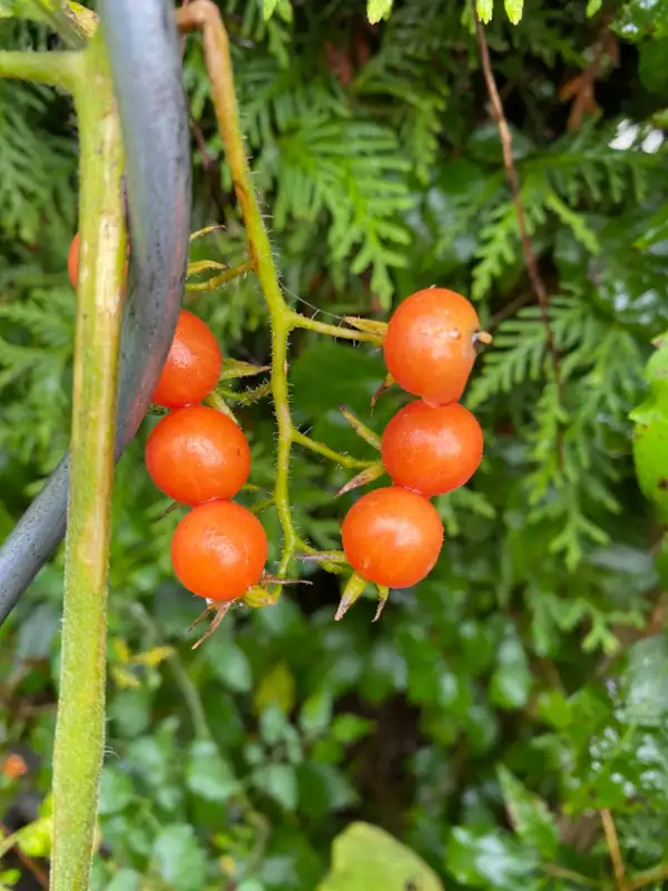 Tomaten: Rote Johannisbeertomate