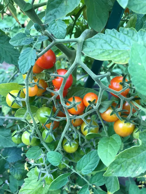 Tomaten: Rote Johannisbeertomate