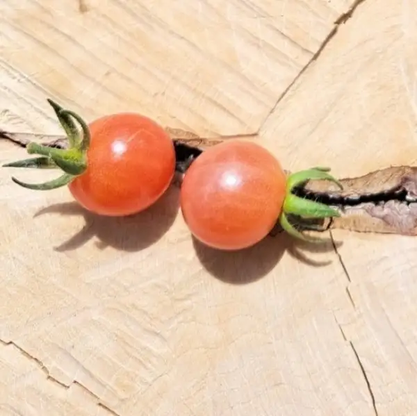 Tomaten: Rote Johannisbeertomate