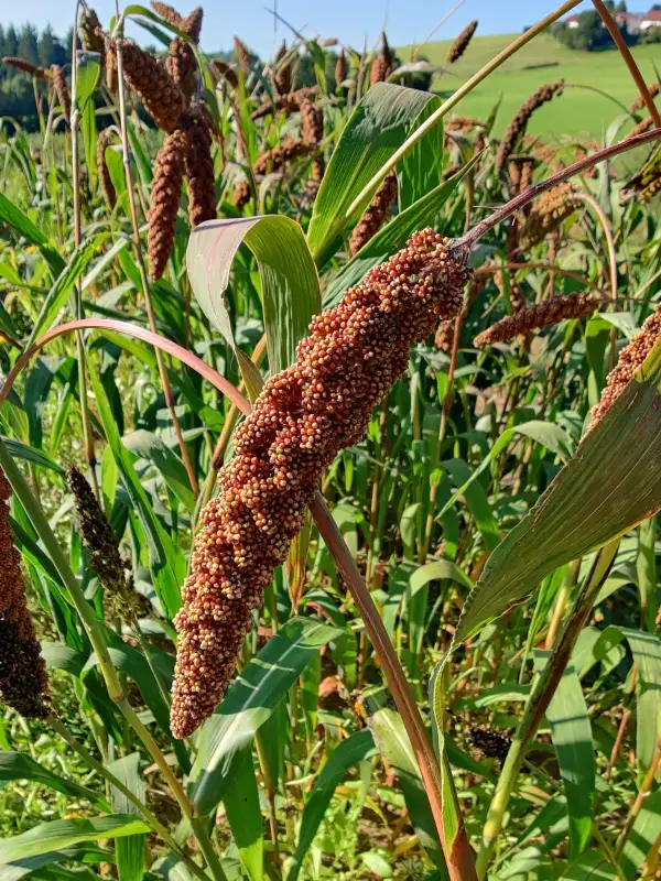 andere Gemüse: Rote Kolbenhirse