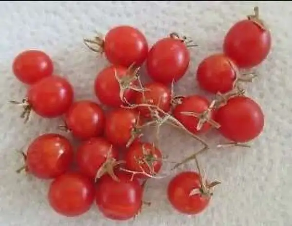 Tomaten: Rote Kutschka