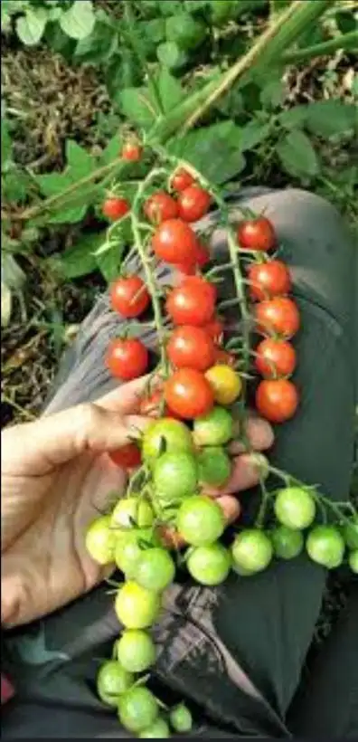 Tomaten: Rote Kutschka