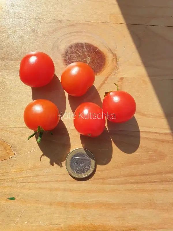 Tomaten: Rote Kutschka