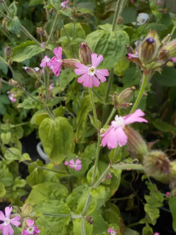 Stauden / Gehölz: Rote Lichtnelke - silene dioica