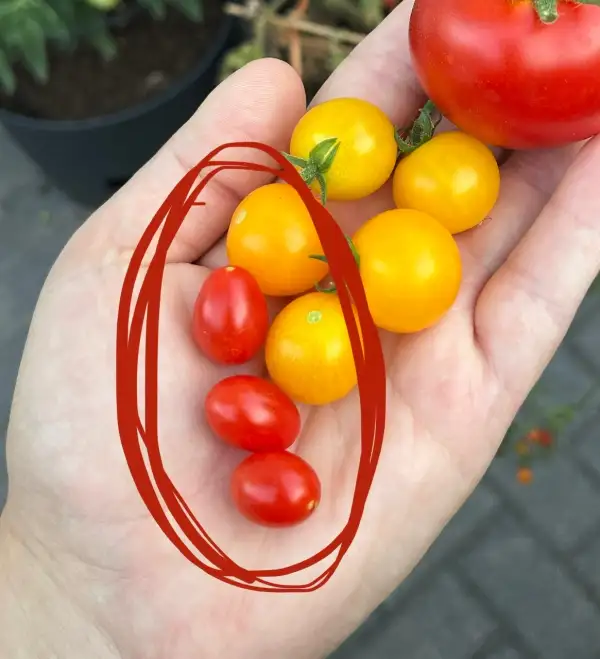 Tomaten: rote Mini Tomate (Sorte unbekannt)