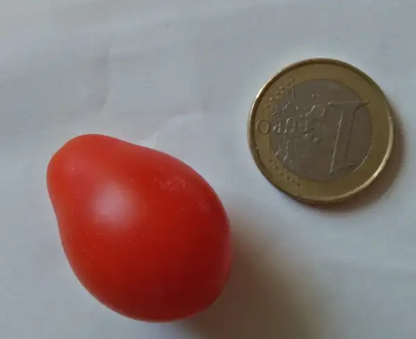 Tomaten: rote Minibirne (2021)