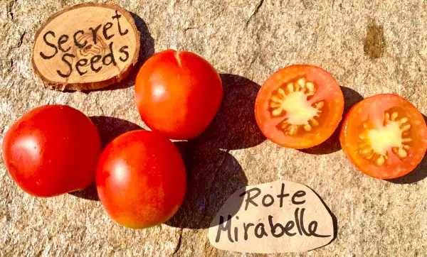 Tomaten: Rote Mirabelle
