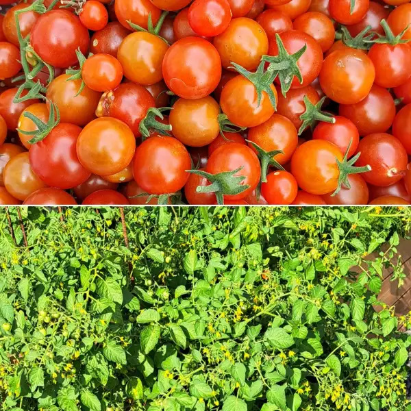 Tomaten: Rote Murmel / 100 and 1000