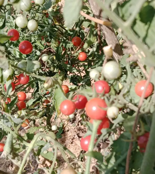 Tomaten: Rote Murmel