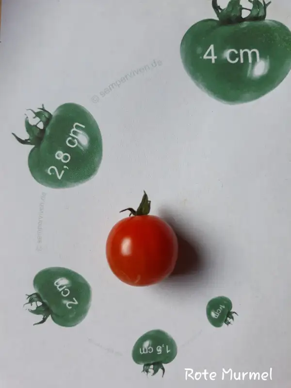 Tomaten: Rote Murmel