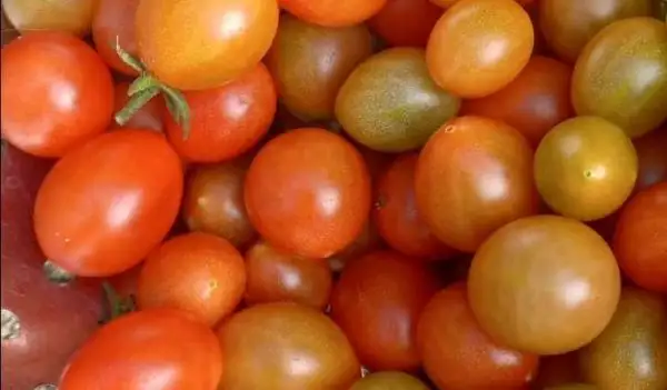 Tomaten: Rote Murmel