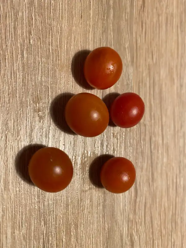 Tomaten: Rote Murmel