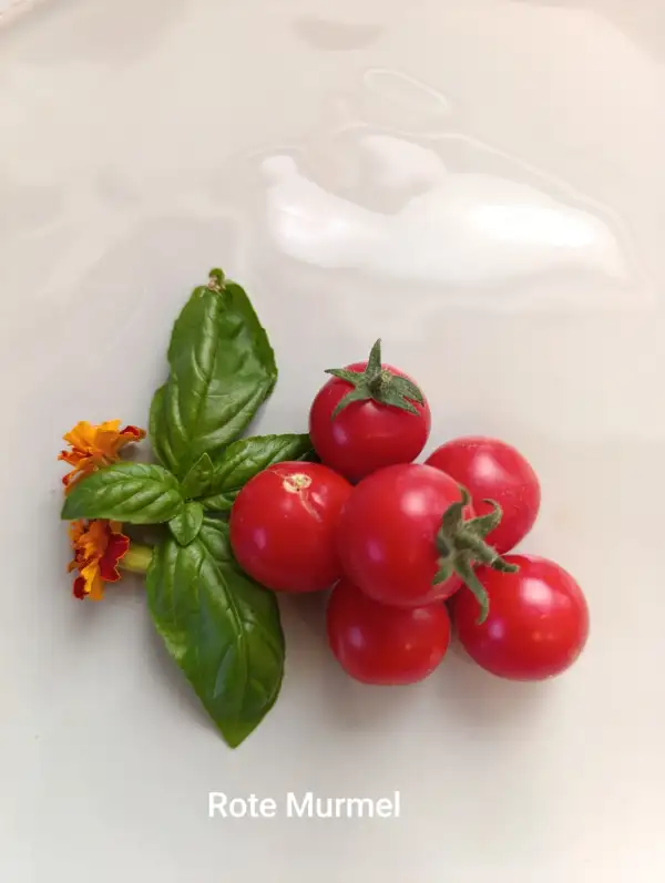 Tomaten: Rote Murmel