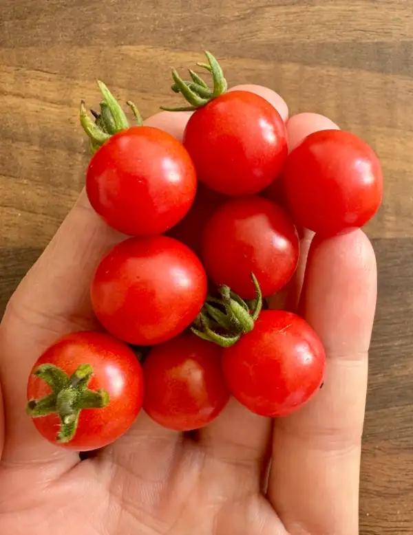 Tomaten: Rote Murmel
