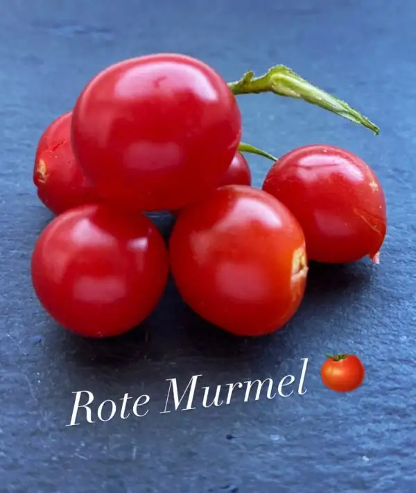 Tomaten: Rote Murmel