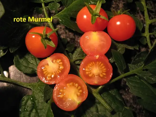 Tomaten: Rote Murmel