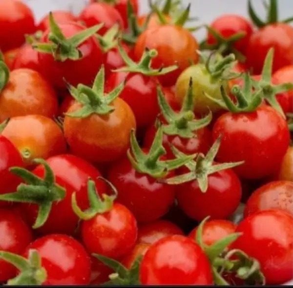 Tomaten: Rote Murmel