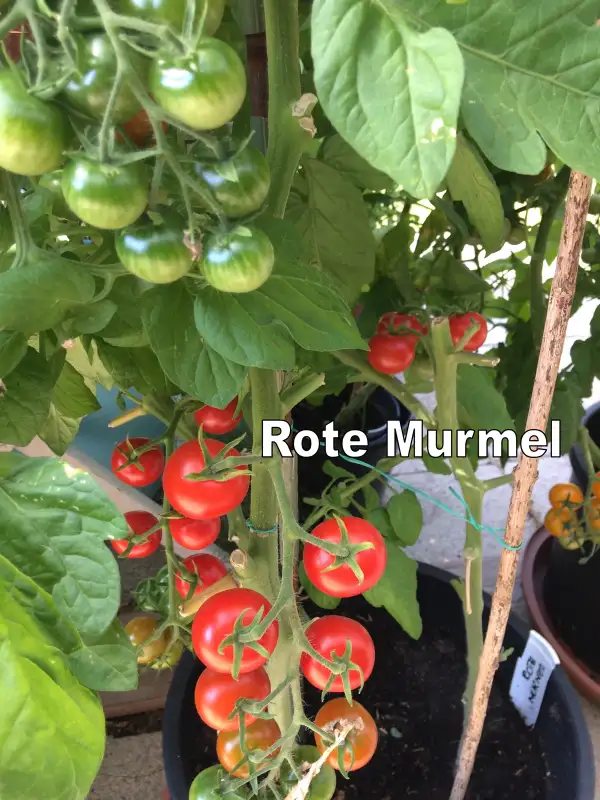 Tomaten: Rote Murmel