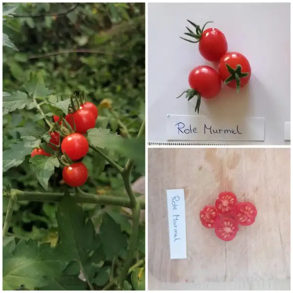 Tomaten: Rote Murmel (Wildtomate)