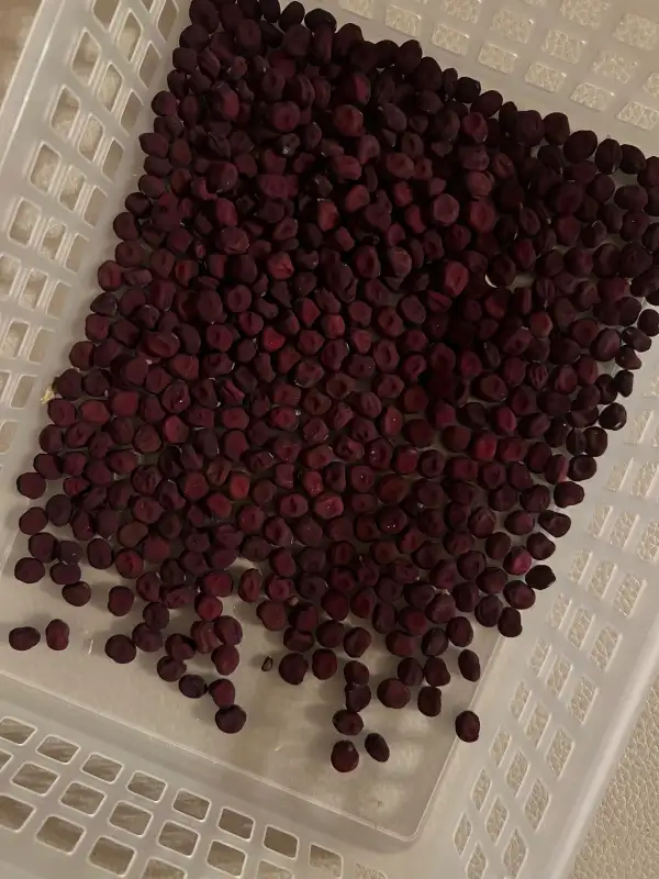 Erbsen: Rote Pischelsdorferin