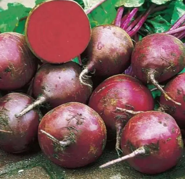 andere Gemüse: Rote Rüben " Rote Kugel 2"