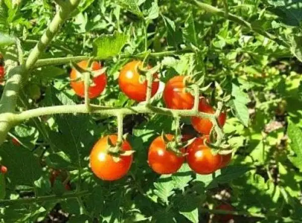 Tomaten: Rote Ribisel