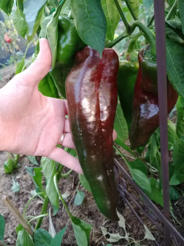 Paprika: Rote Riesen Spitzpaprika