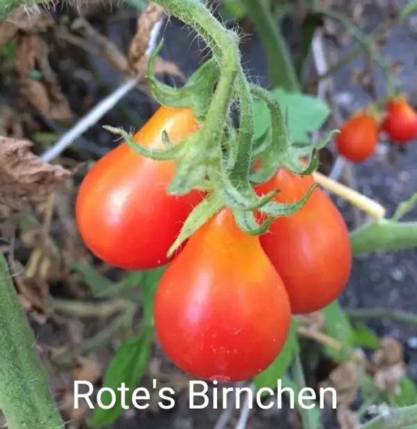 Tomaten: Rote