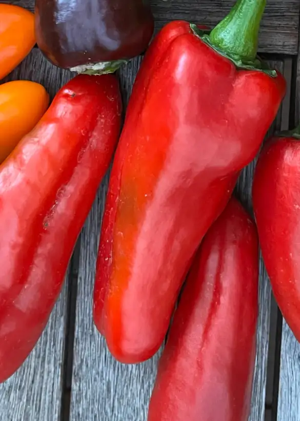 Chili / Paprika: Rote Spitzpaprika/Freilandpaprika