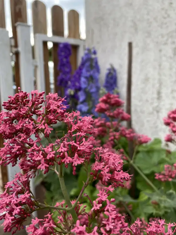 Stauden / Gehölz: rote Spornblume (Centranthus ruber)