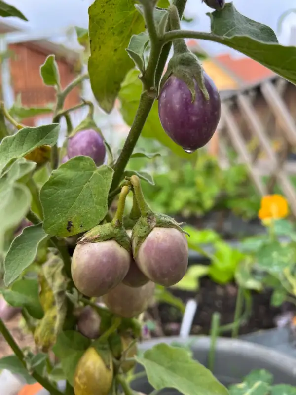 Auberginen: Rote Türkische Aubergine