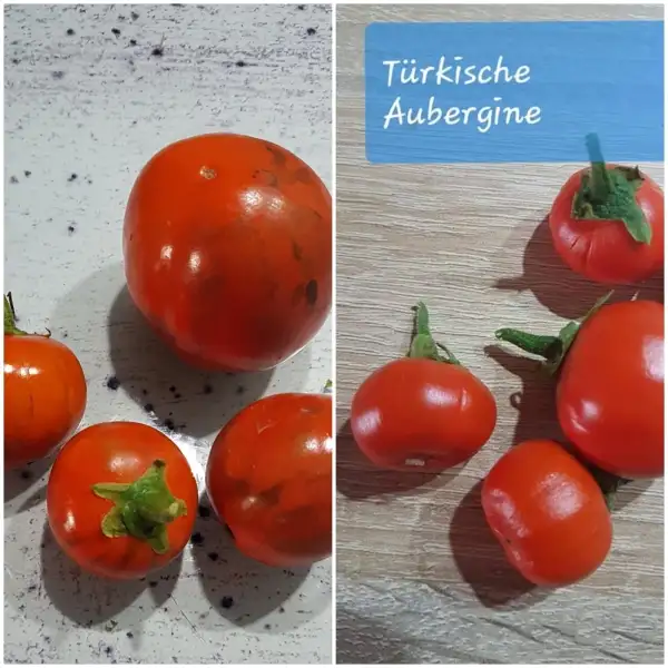 Auberginen: Rote Türkische Aubergine