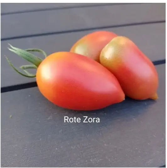 Tomaten: Rote Zora