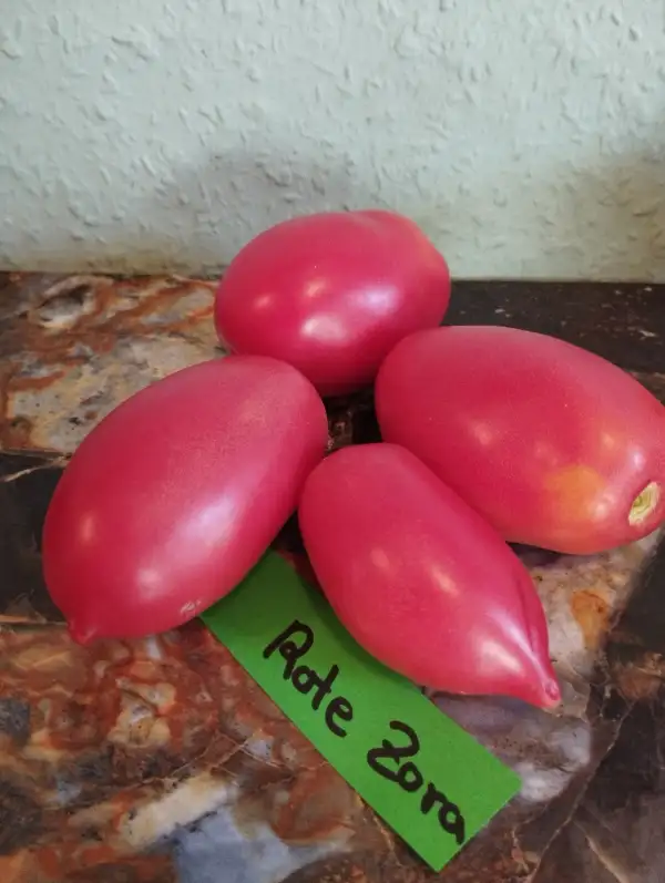 Tomaten: Rote Zora