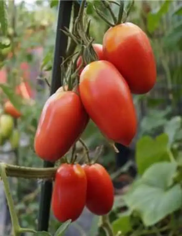 Tomaten: Rote Zora