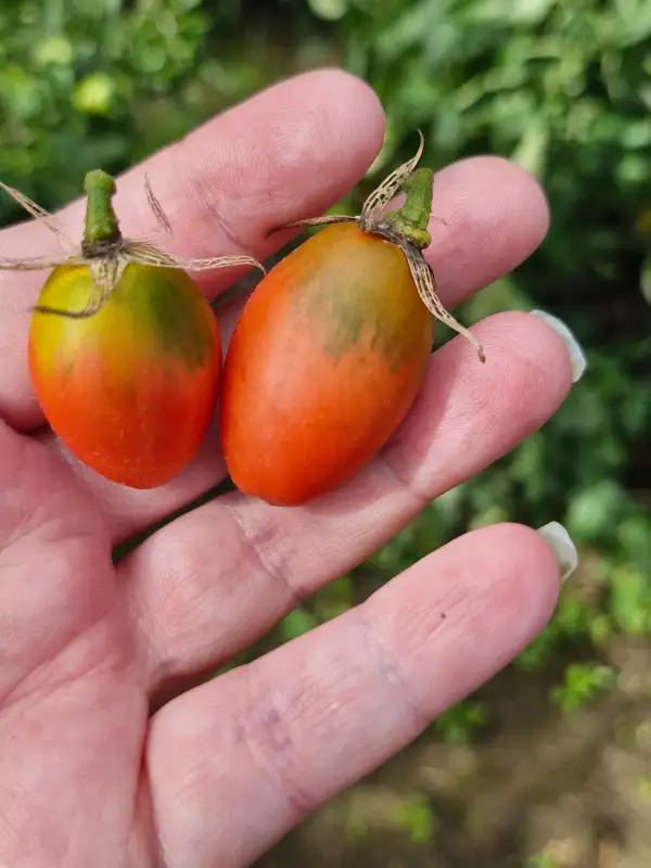 Tomaten: Rote Zora