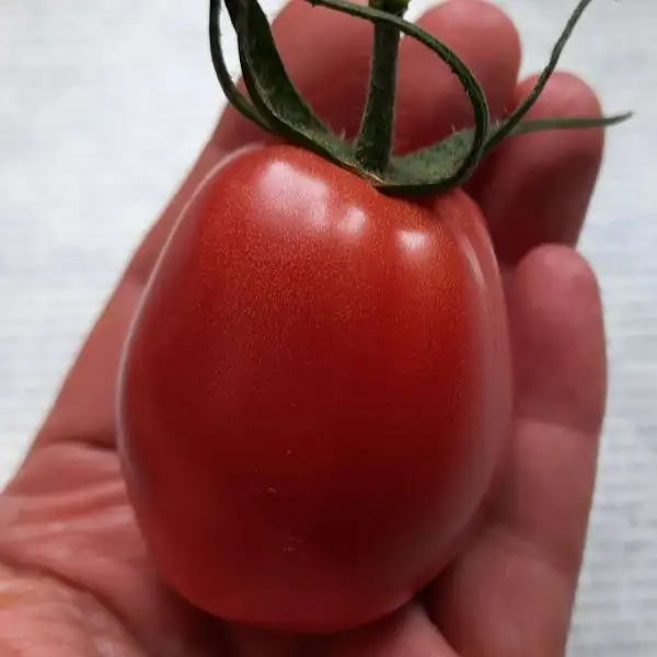 Tomaten: Rote Zora