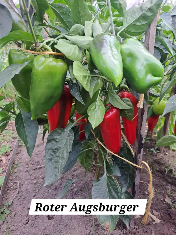 Chili / Paprika: Roter Augsburger