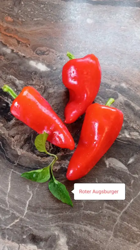 Chili / Paprika: Roter Augsburger