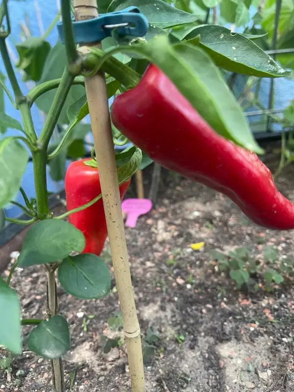 Paprika: Roter Augsburger
