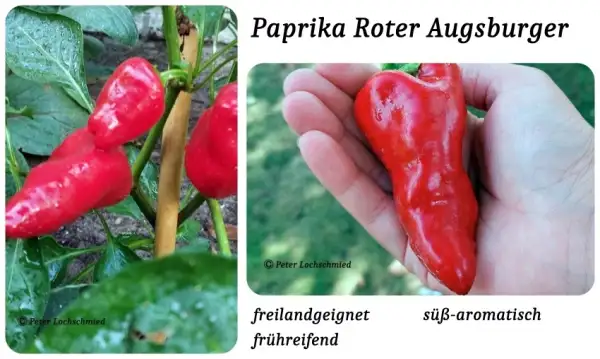 Paprika: Roter Augsburger