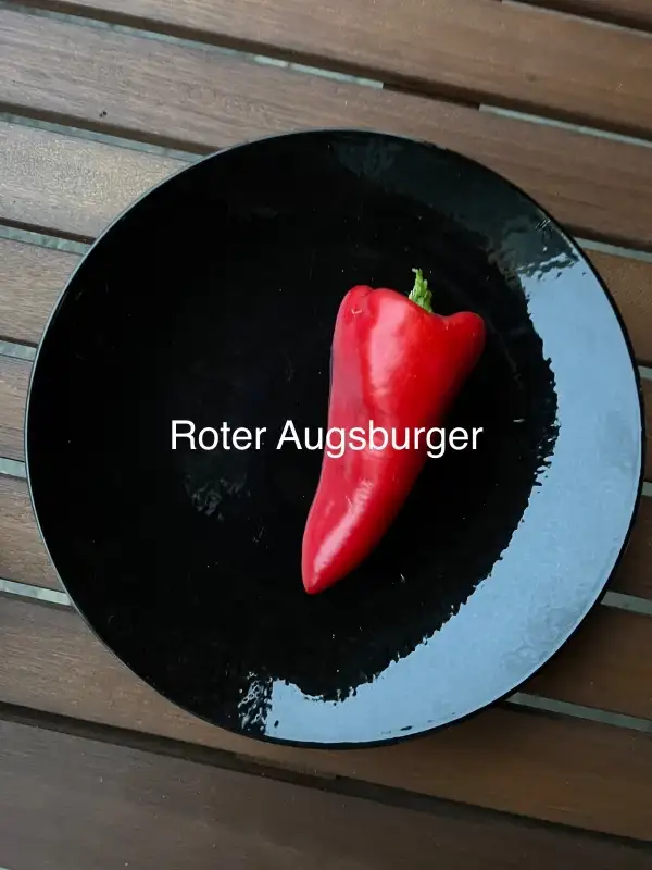 Chili / Paprika: Roter Augsburger