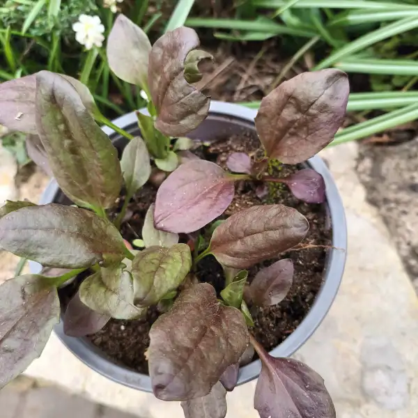 Kräuter: Roter Breitwegerich